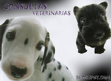 Consultas Vet