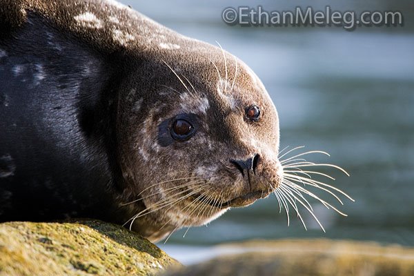 [HarborSeal_EMELEG_9364.jpg]