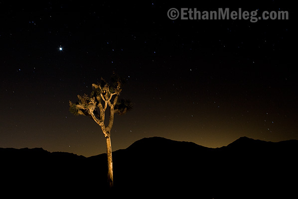 [CA_JoshuaTree_EMELEG_6183.jpg]