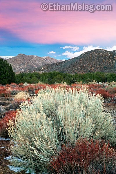 [CA_MojaveForks_EMELEG_7870.jpg]