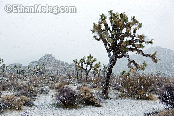 [CA_JoshuaTree_snow_EMELEG_7793.jpg]