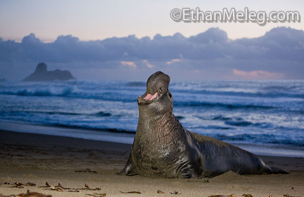 [ElephantSeal_EMELEG_8445.jpg]