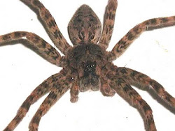 spider wolf spiders york eyes explain paging mr dawkins er section science times