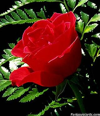 [flower_red_rose.jpg]