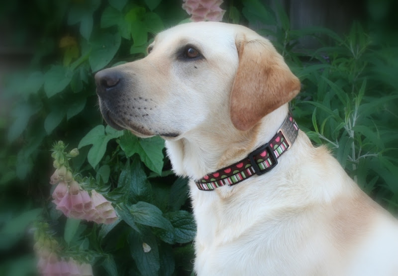 Tutorial - Adjustable Dog Collar