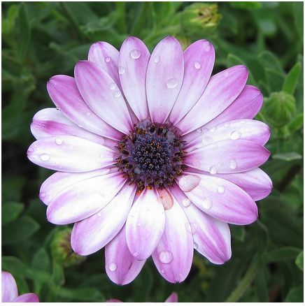 LE PIANTE CHE RESISTONO SOTTO AL SOLE - Fiorista Mariangela