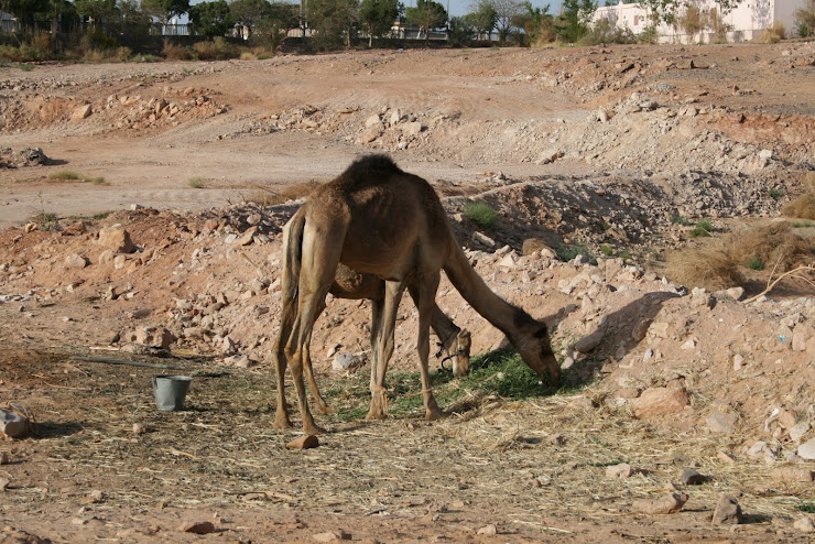 Camel's at Abu Simbel