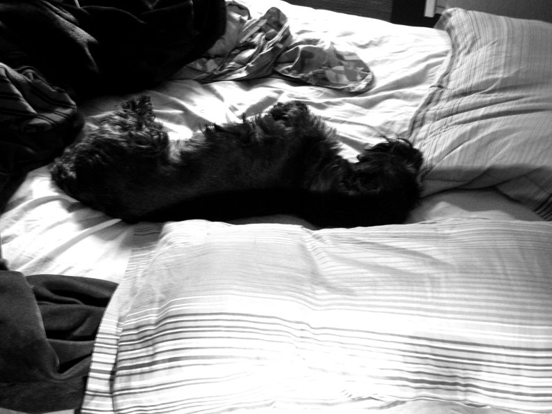 scottie, scottish terrrier, sleeping dog, lazy dog
