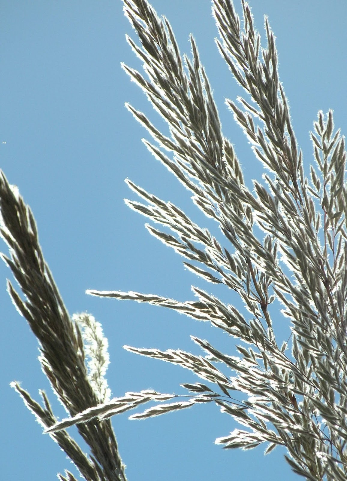 Jim's Frog Blog: Pampas Grass Flowers
