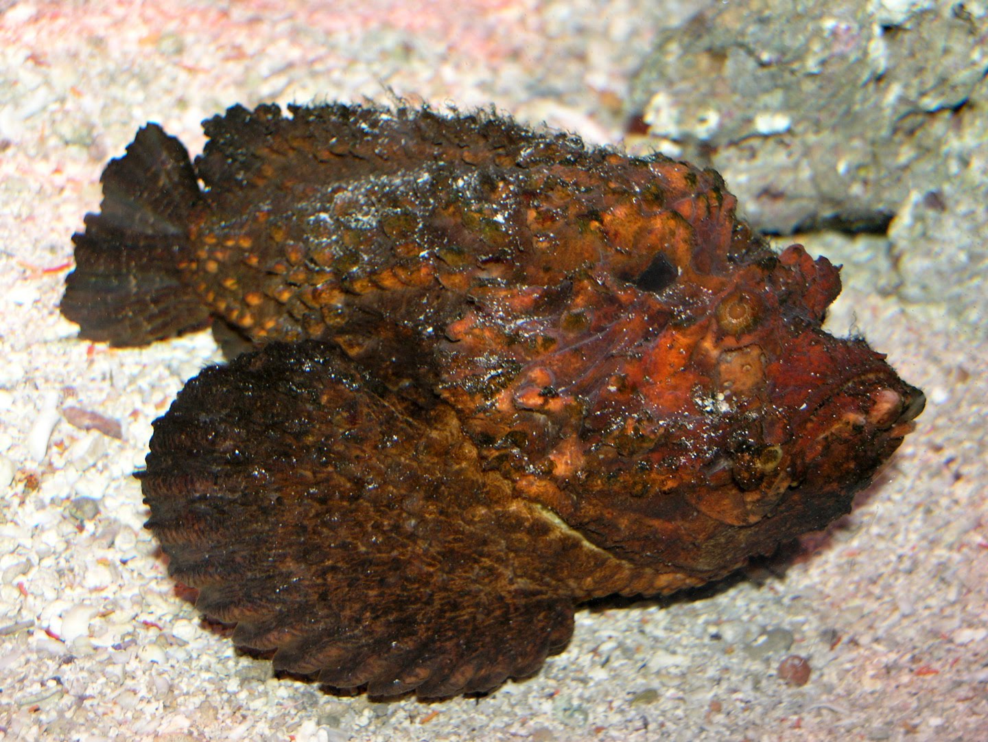 Tense of Thousands Animal of the Day Stonefish