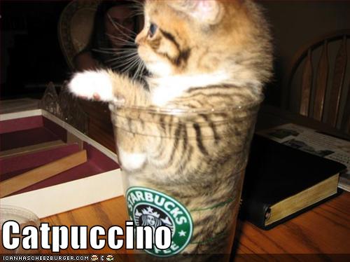 [funny-pictures-your-cappuccino-has-a-cat-in-it.jpg]