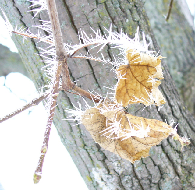 [Dec.26+ice+crystals.jpg]