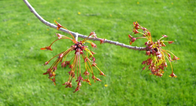 [spring+maple+keys.jpg]