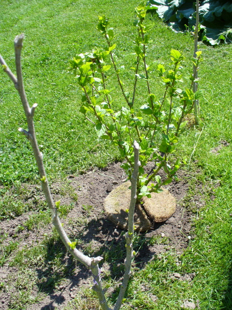 [Rose+of+Sharon+bush.jpg]