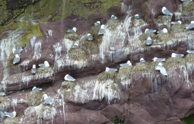 [Nfld+Kittiwake.jpg]