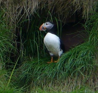 [Nfld+puffins.jpg]