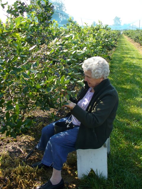 [Mom+picking+blueberries.jpg]