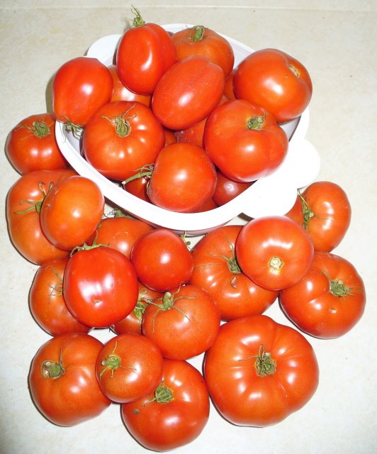 [Tomatoes.jpg]