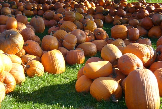 [Pumpkins.jpg]