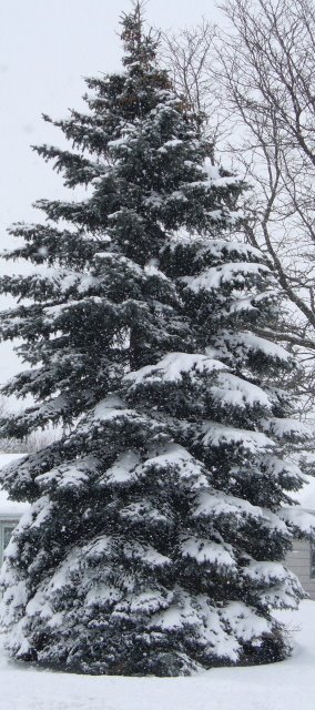[snowy+tree.jpg]