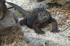 iguana marina