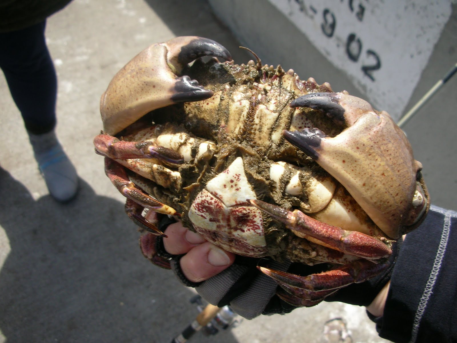 Found Fruit Dungeness Crab Fishing Pacifica Pier