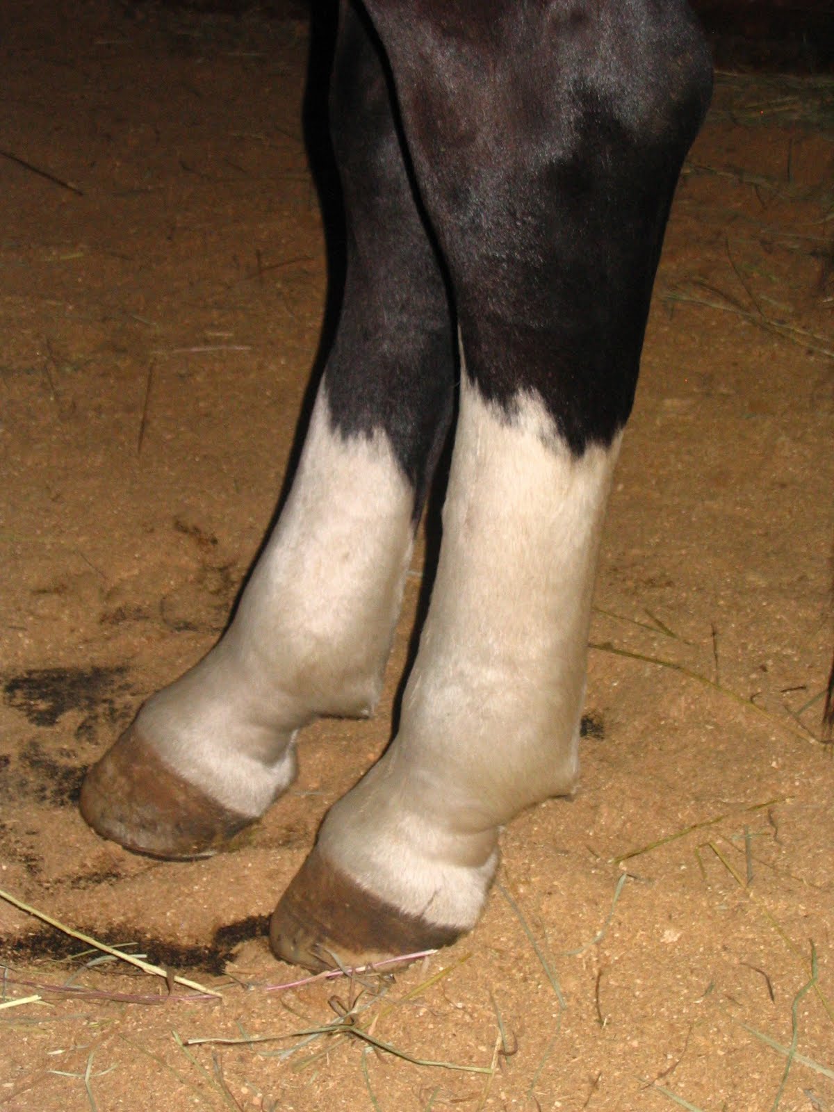 Founder Info for Horse Owners! Leo's Laminitis, Day 2 (5/25/10)