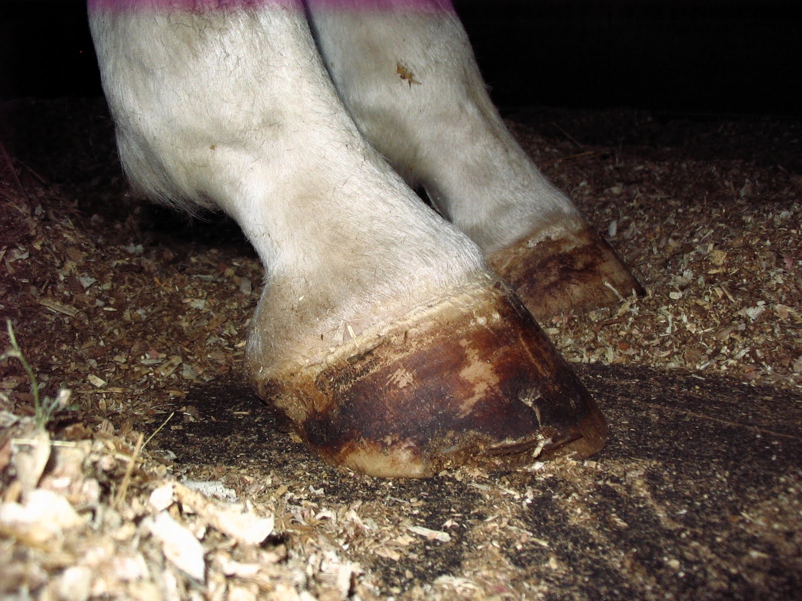 Founder Info for Horse Owners! Leo's Laminitis, Foot Photos