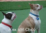 Alexander and Chico