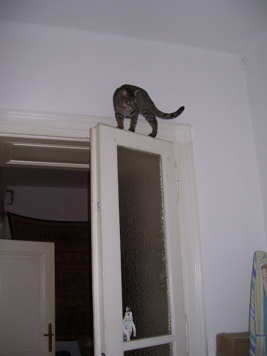 Charlie on top of the door