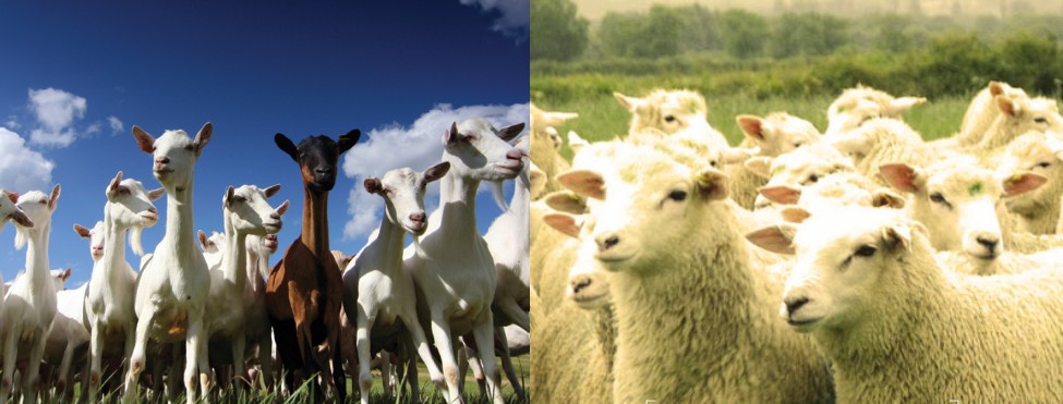 Photos Of Biblical Explanations Pt 1 Goats Sheep Photos Of Biblical Explanations Pt 1 Goats Sheep