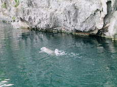 acuario de la coruña - foca