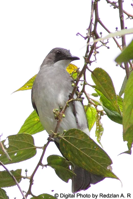 Ashy Bulbul (Hemixos flavala)