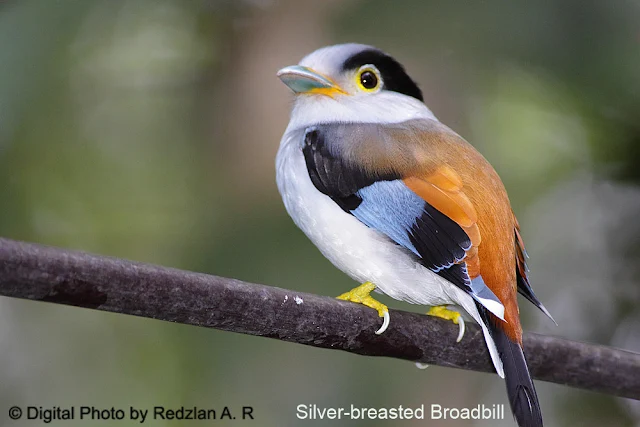 Silver-breasted Broadbill