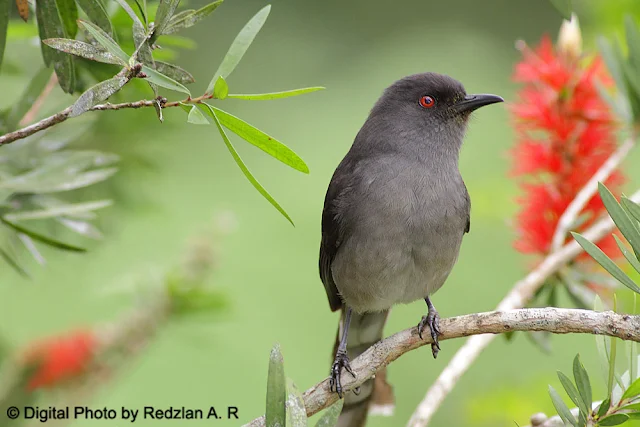 Long-tailed Sibia (Heterophasia picaoides)