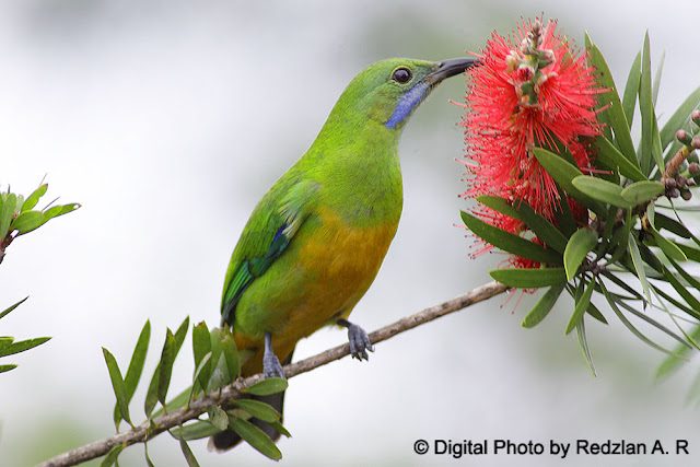 Orange-bellied Leafbird 