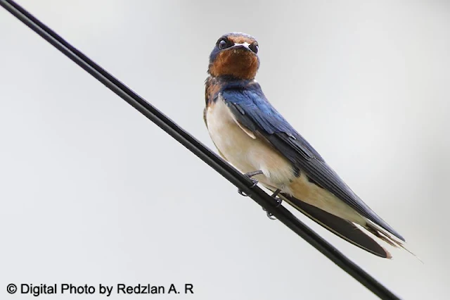 Pacific Swallow