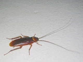 American Cockroach