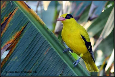  Black-naped Oriole at Banana leave in Raub Malaysia