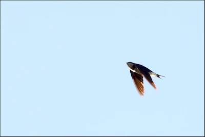 Barn Swallow (Hirundo rustica)