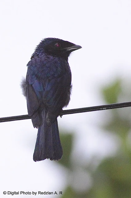 Lesser Racquet-tailed Drongo