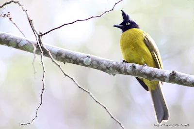 Black-crested Bulbul (Pycnonotus melanicterus)