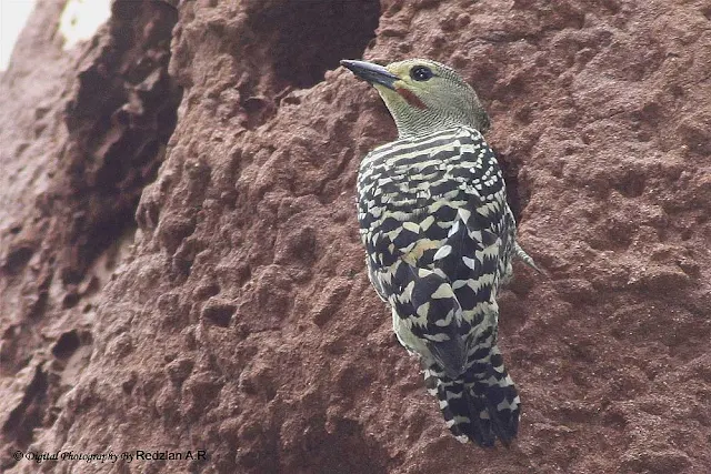 Buff-rumped Woodpecker (Meiglyptes tristis) 
