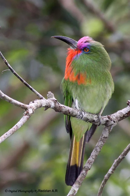Red-bearded Bee-eater (Nyctyornis amictus)