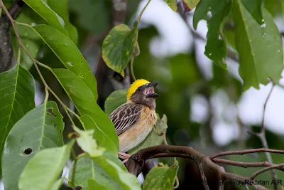 Baya Weaver male singing