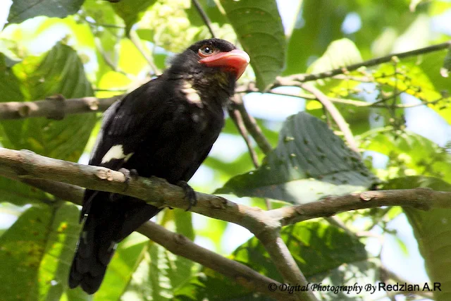 Dusky Broadbill