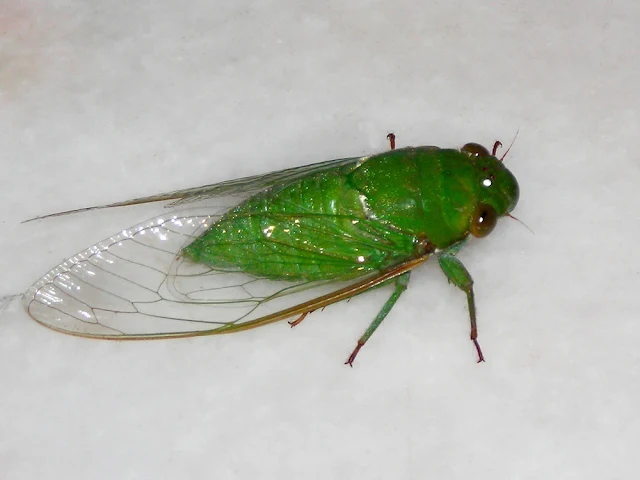 Green Cicada 