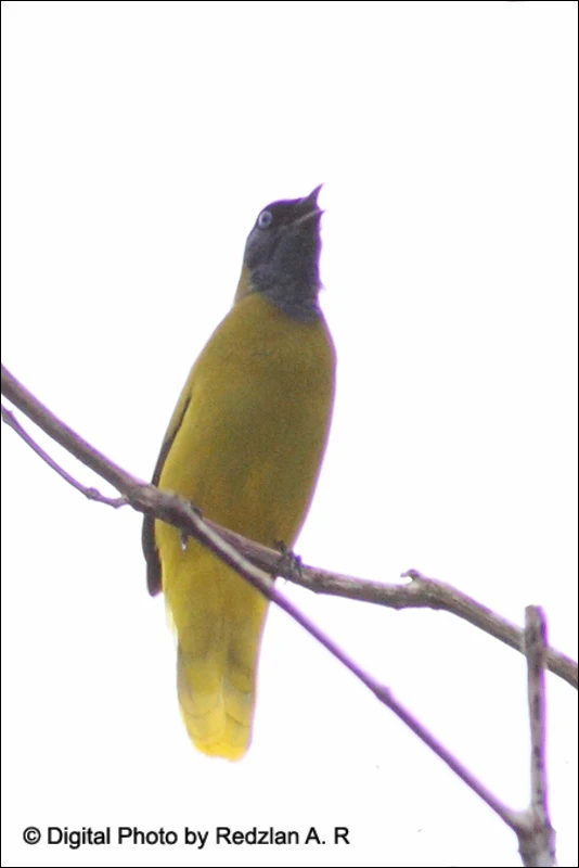 Black-headed Bulbul