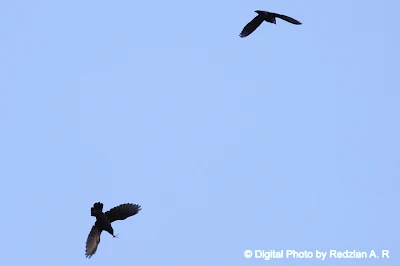 Starling in flight