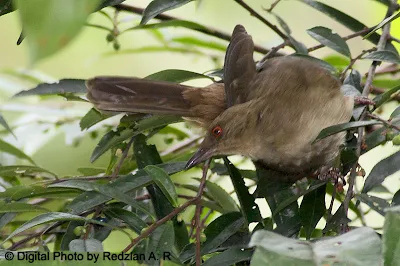 Red-eyed Bulbul